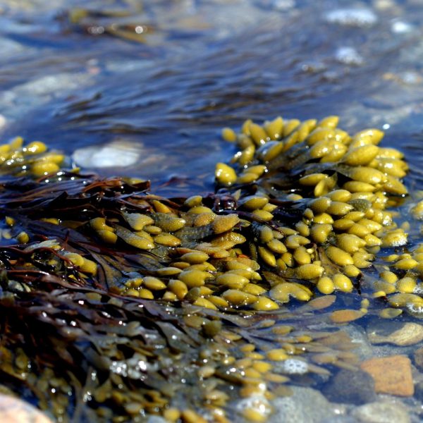 Bladderwrack Powder     4oz - Image 2