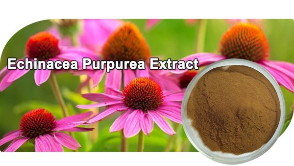 Organic Echinacea Purpurea Herb Powder  4oz