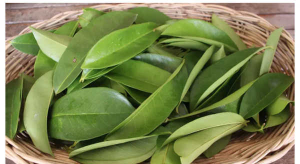 Sour Sop Leaves - Image 3